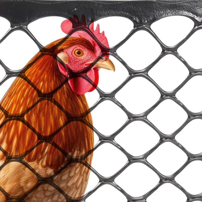 Chicken Fence